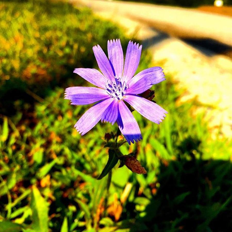 Flower Photograph - Good Morning Tiny Purple Flower by Laurie White