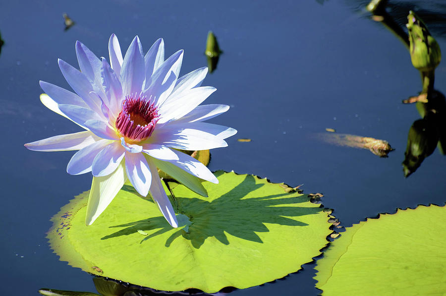 Claude Monet Photograph - Good Morning Water Lily by Don Columbus