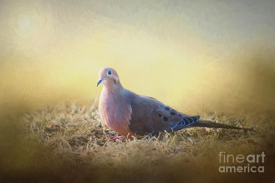 Good Mourning Dove Mixed Media by Sharon McConnell