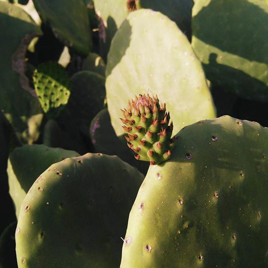 Nature Photograph - Good Night 💚🌵✨ #cactus #cyprus by Olya Davydova