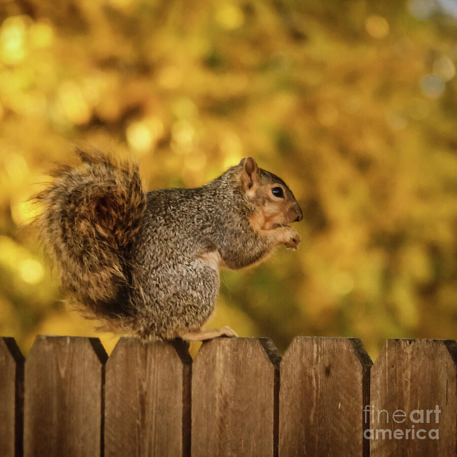 Animal Photograph - Good Peanut by Robert Bales