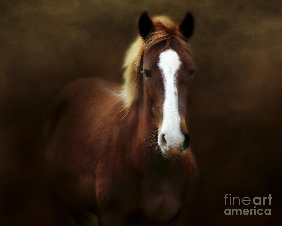 Horse Photograph - Good Stead by Anita Faye