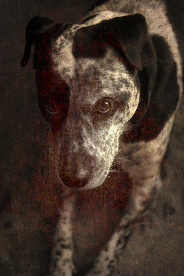 Mans Best Friend Sepia I Photograph by Suzanne Powers