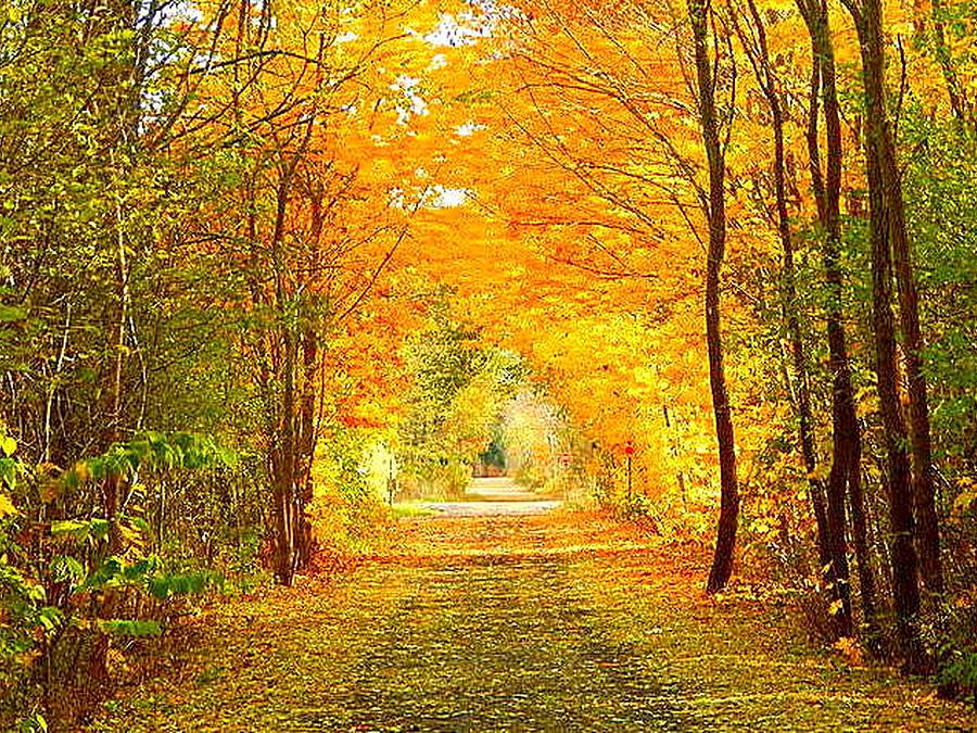 Goodbye to Autumn Photograph by Karen Cook | Fine Art America