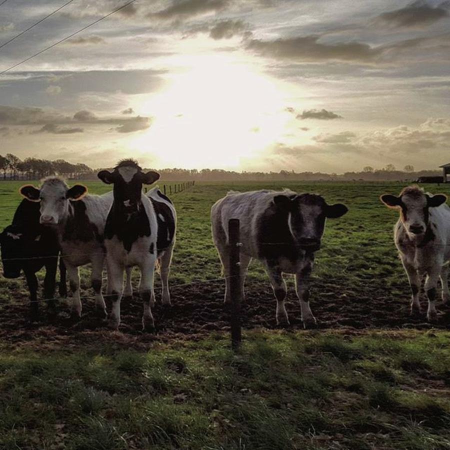 Cow Photograph - Goodmorning!

#cow #landscape by Kim Huiskes
