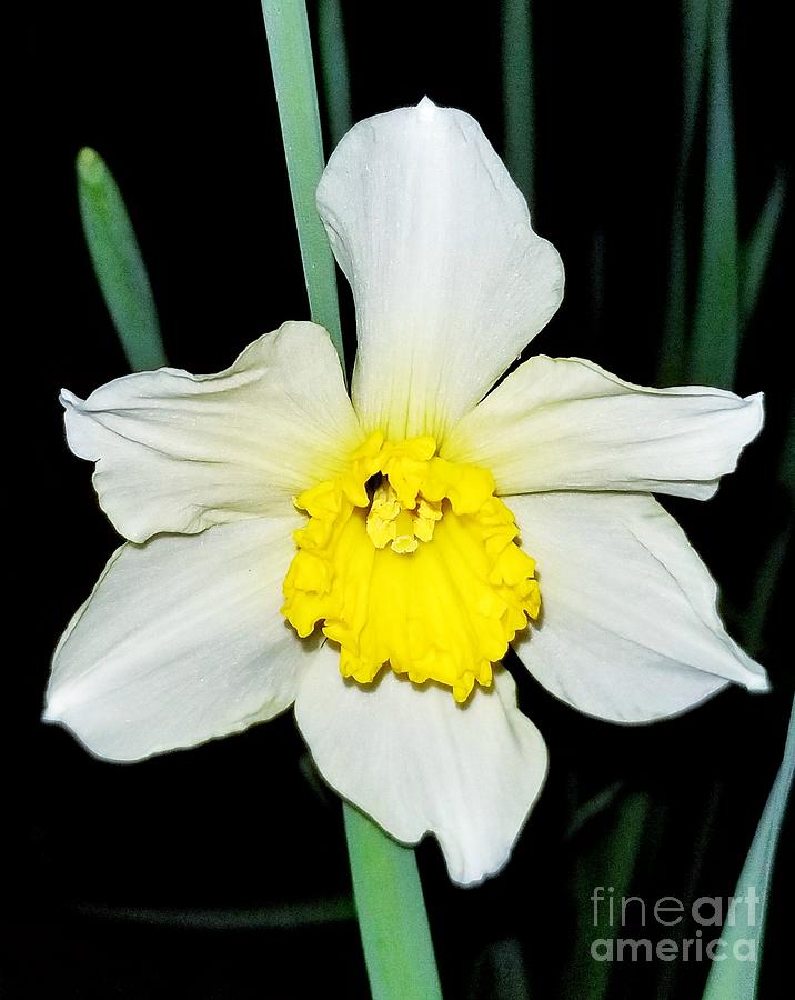 Goodnight Daffodil Photograph by Rachel Hannah