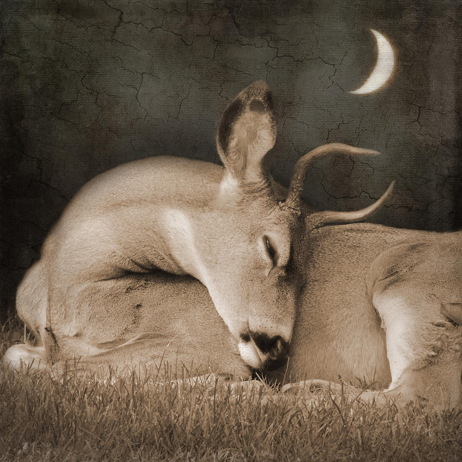 Goodnight Deer Photograph by Sally Banfill