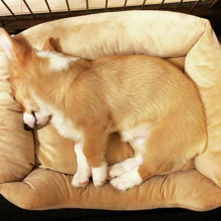 Dog Photograph - Goodnight Followers 😴 Sweet Dreams by Kentaro Harada