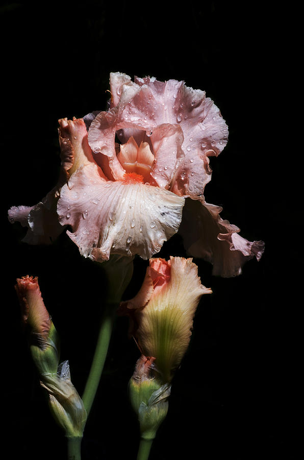 Goodnight Kiss Iris Photograph By John Trax Fine Art America