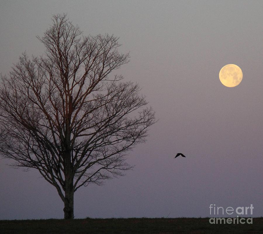 Crow Photograph - Goodnight Moon Good Morning Crow  by Colleen Snow