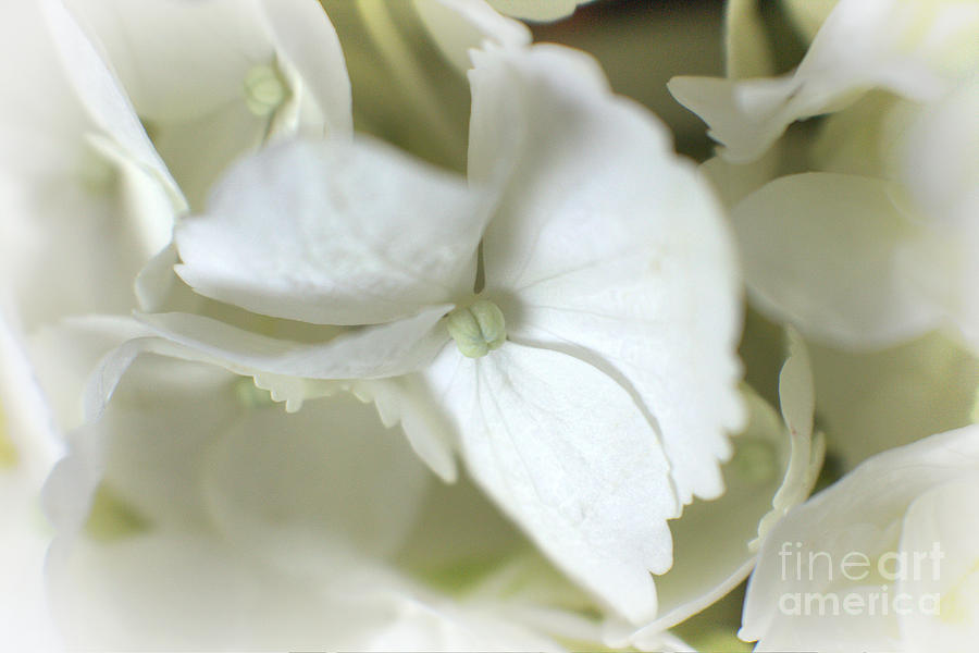 Goodnight Sweetheart - White Hydrangea Macro Photograph by Ella Kaye Dickey