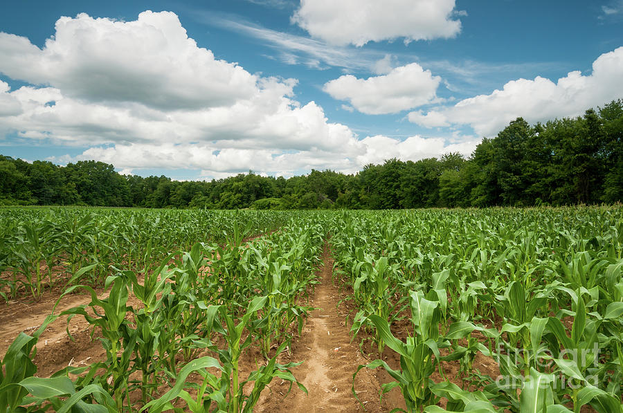 Goodyear Cornfield in July, Summer 2014 - New England Farm Photograph by JG Coleman