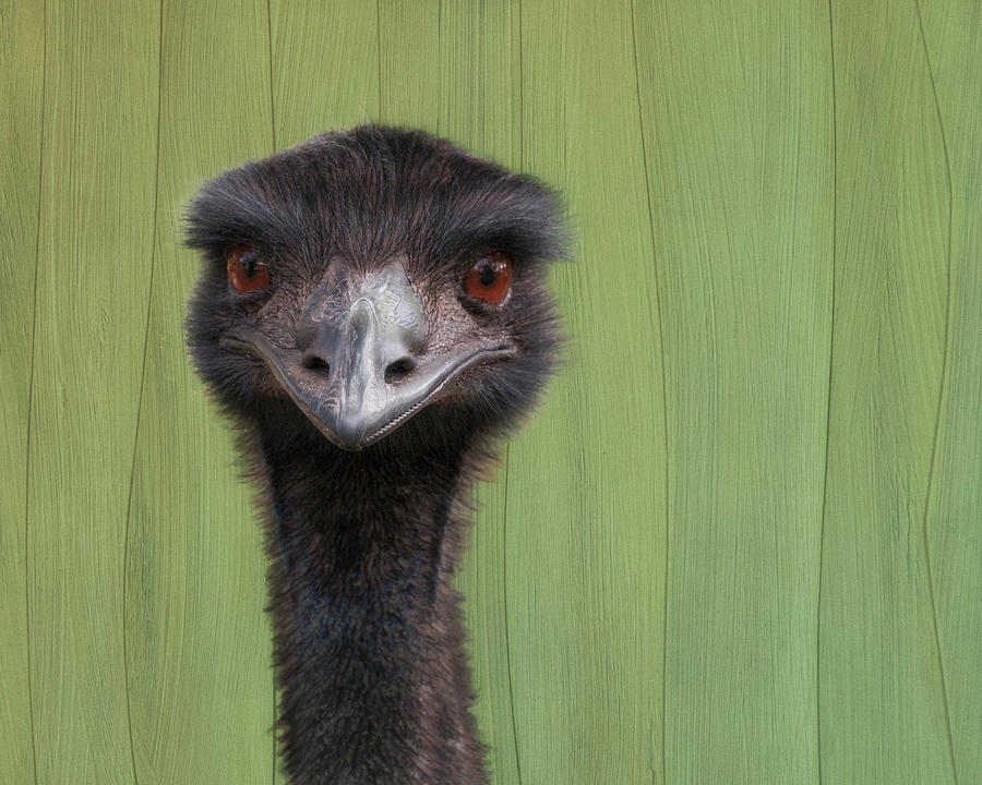 Goofing Around Emu Photograph by Mitch Spence