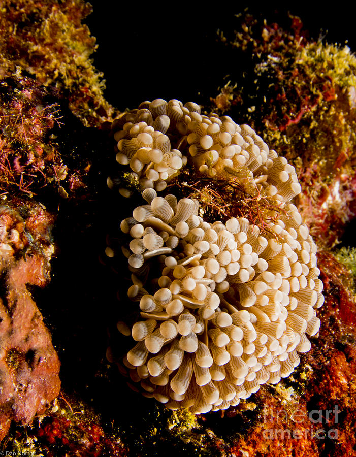 Coral Photograph - Goofnuw Anemone by Dan Norton