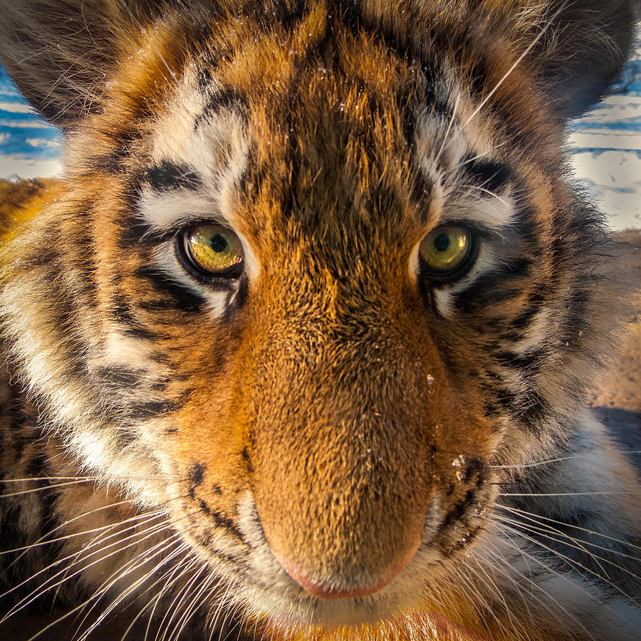 Goofy Tiger Cub Photograph by Rikk Flohr