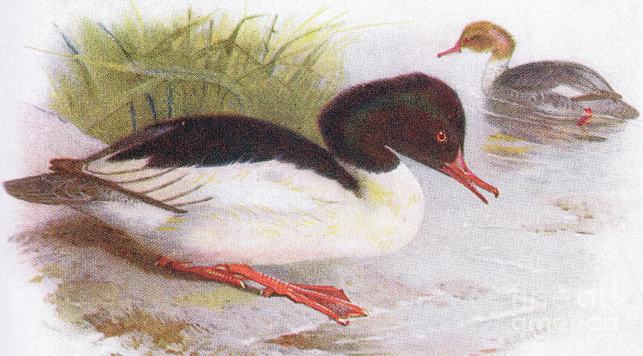 Goosander Painting by Archibald Thorburn