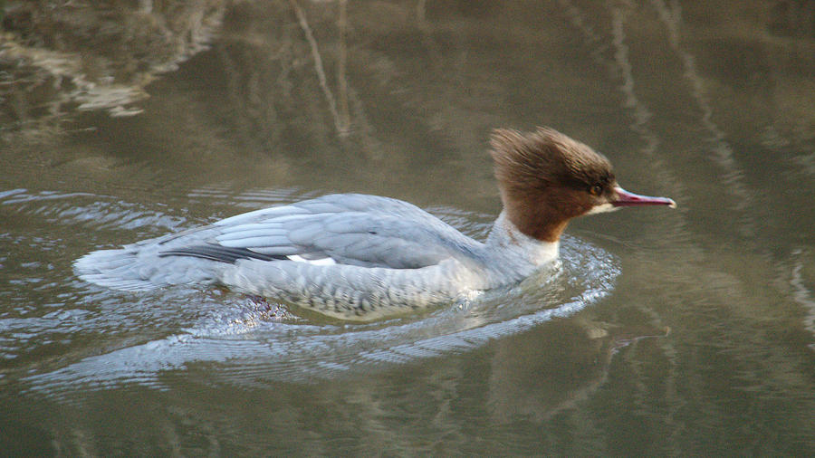 Goosander Swimming Photograph by Adrian Wale
