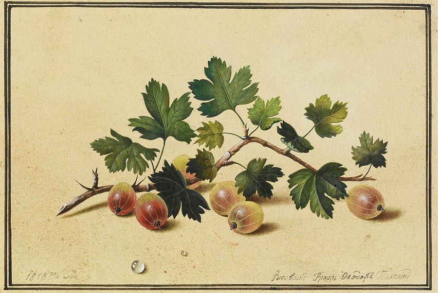 Goosberrries Drawing by Fyodor Petrovich Tolstoy