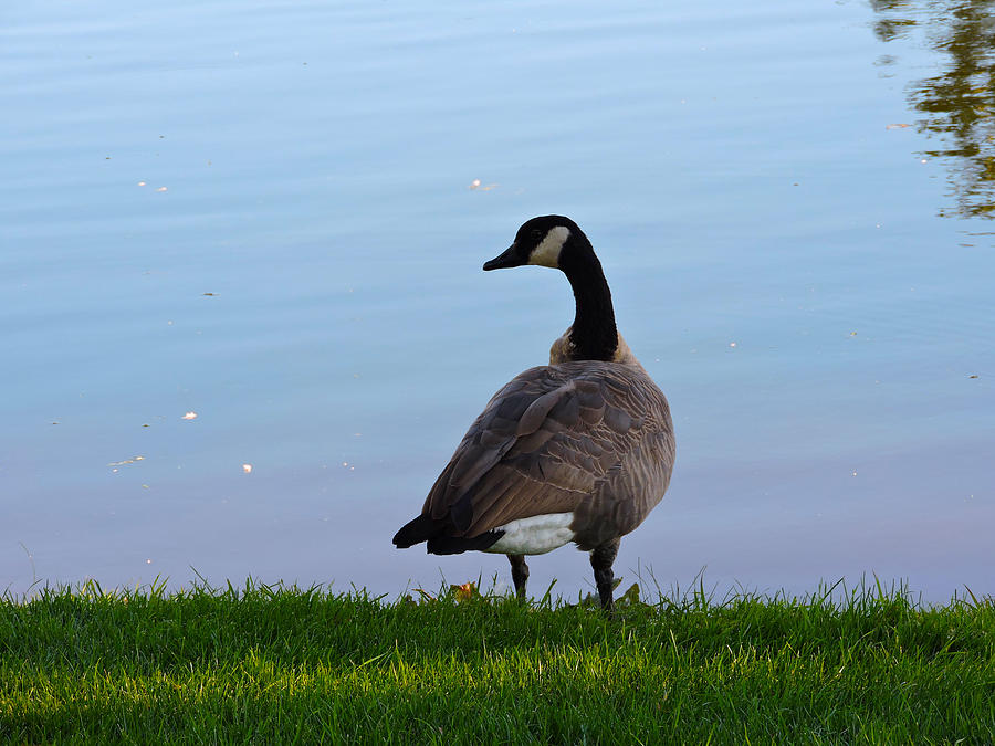 Goose Photograph - Goose #2 Pose by Roberts Photography