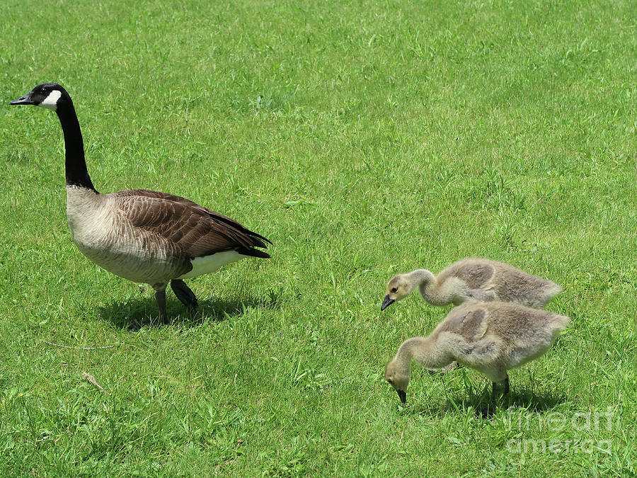 Goose and Goslings Photograph by Ann Horn