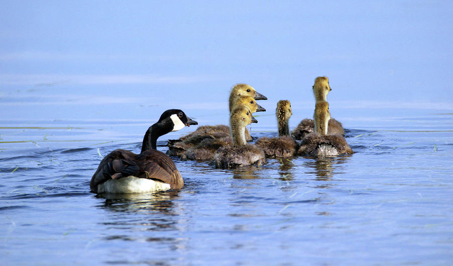 Goose and Goslings Photograph by Brook Burling