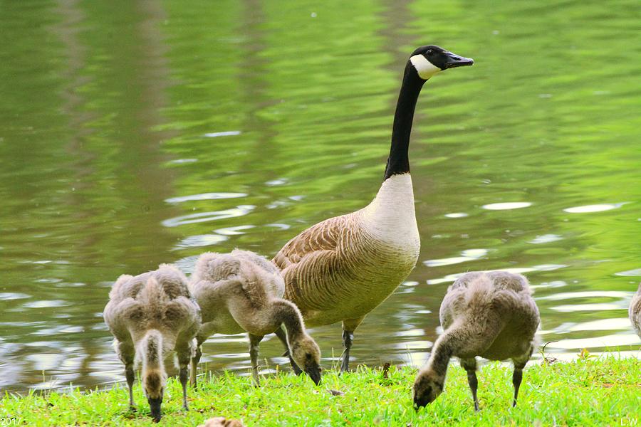 Goose And Goslings Photograph by Lisa Wooten