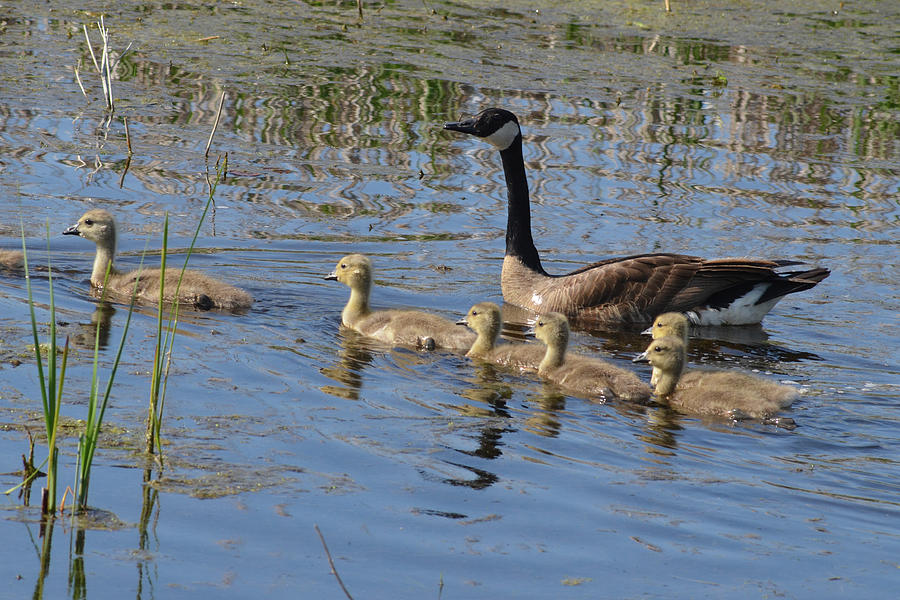GOOSE and GOSLINGS no.1867 Photograph by Janice Adomeit