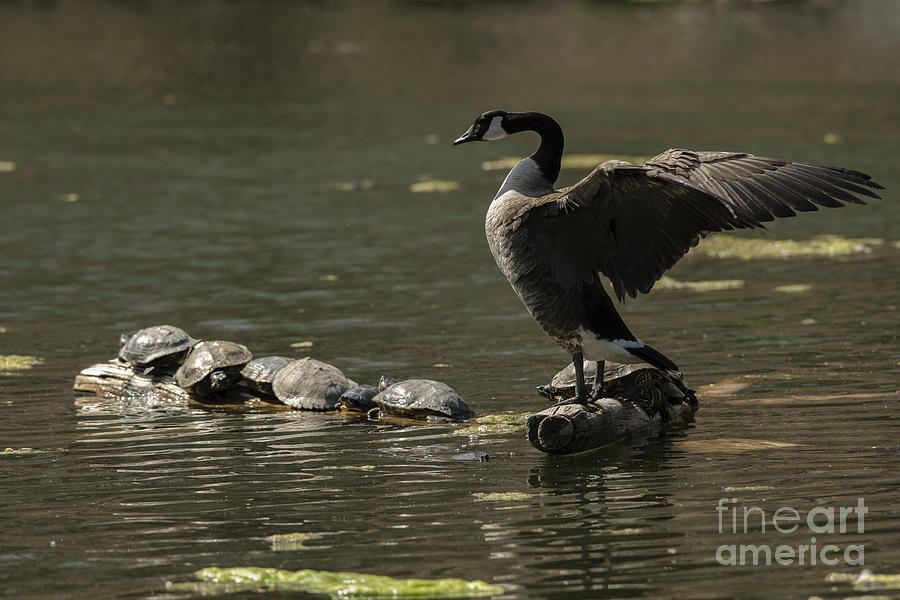 Goose and turtles Photograph by JT Lewis