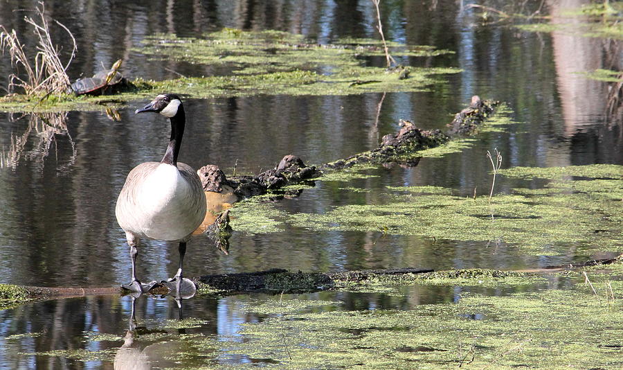 Goose Photograph - Goose And Turtles by Stanley Steely