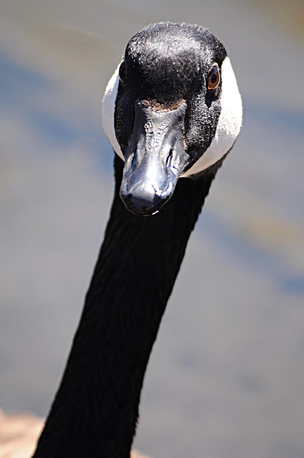 Goose at Belmar 1 Photograph by Diana Douglass