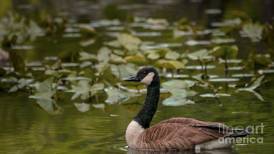 Goose At Oradell Photograph