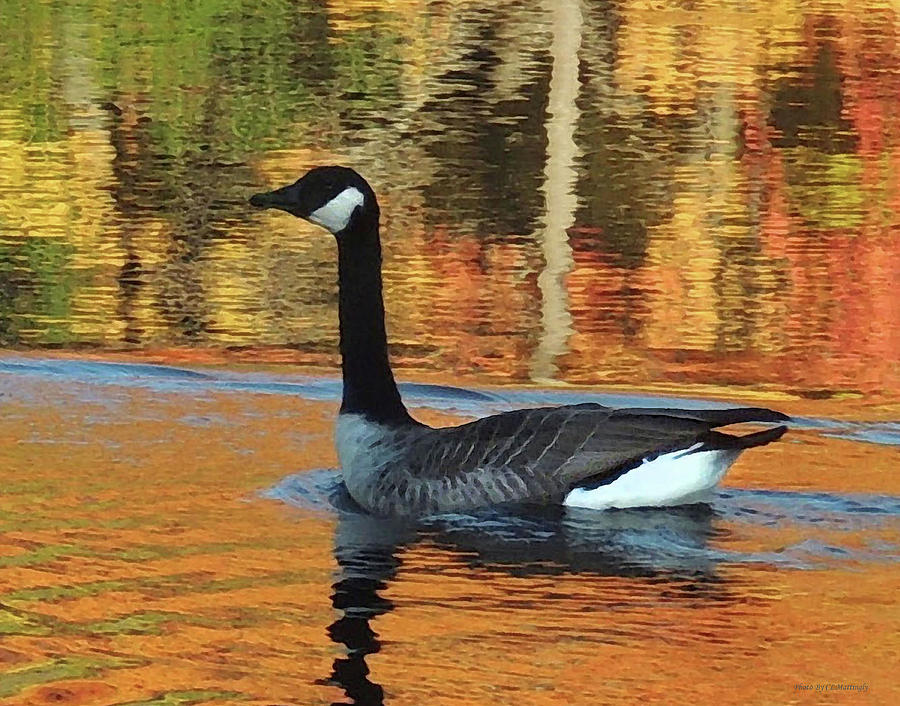 Goose at Pine Lakes Photograph by Coke Mattingly