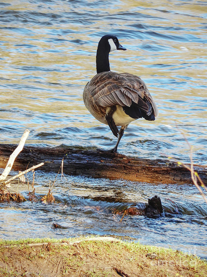 Nichols Arboretum Photograph - Goose By River by Phil Perkins Nichols Arboretum Photograph - Goose By River by Phil Perkins
