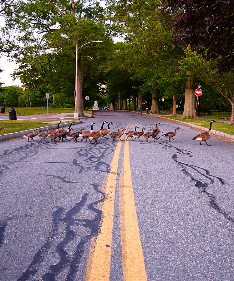 Geese Photograph - Goose Crossing  by Kate Arsenault 
