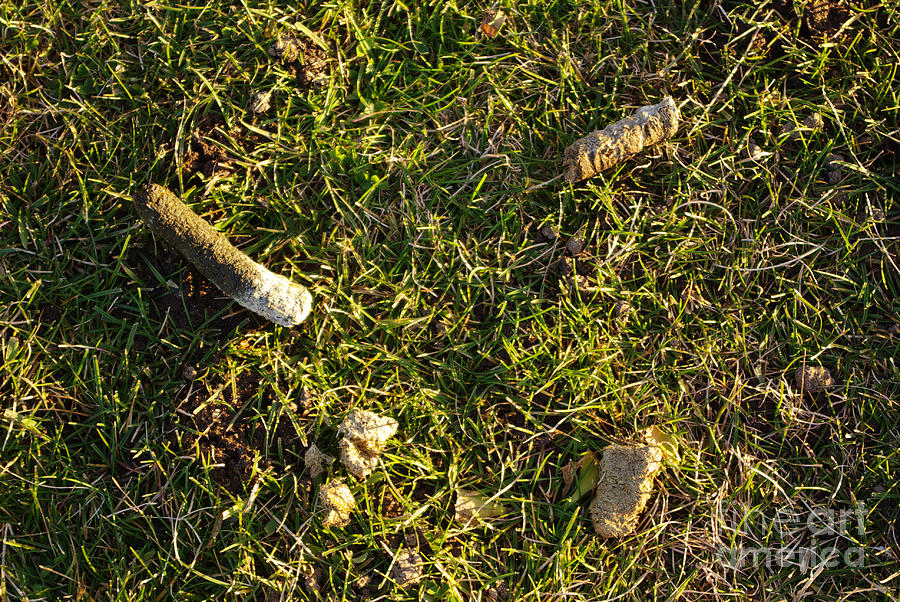 Goose Droppings Photograph by Scimat