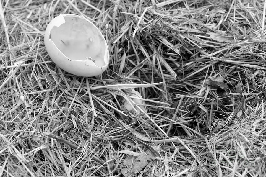 Goose Egg Photograph