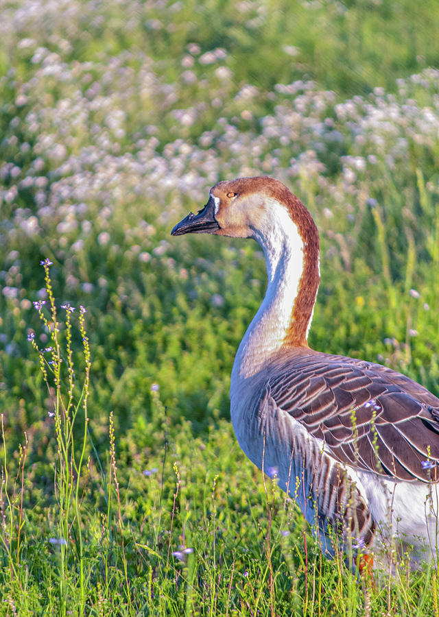 Goose Exploring a Field Photograph by Diane Bell