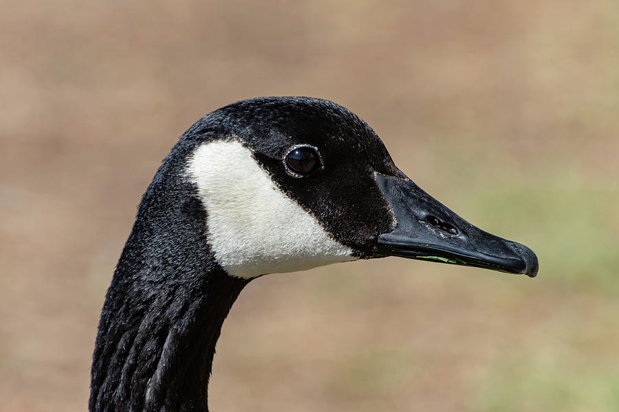 Goose Eye Photograph by Douglas Killourie