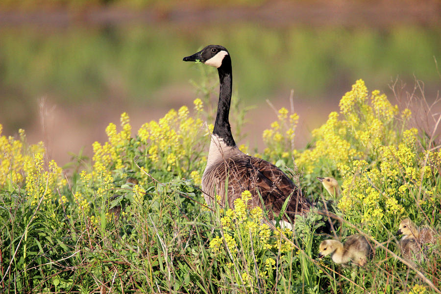 Goose Family Photograph by Brook Burling