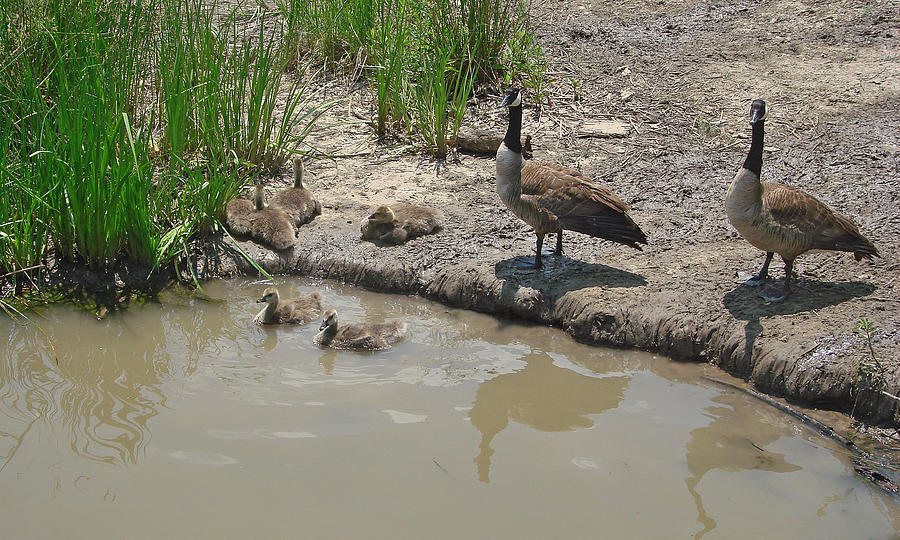 Goose Family Photograph by Ellen Tully