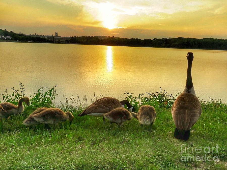 Goose Family Enjoying Sunset Photograph by Beth Myer Photography