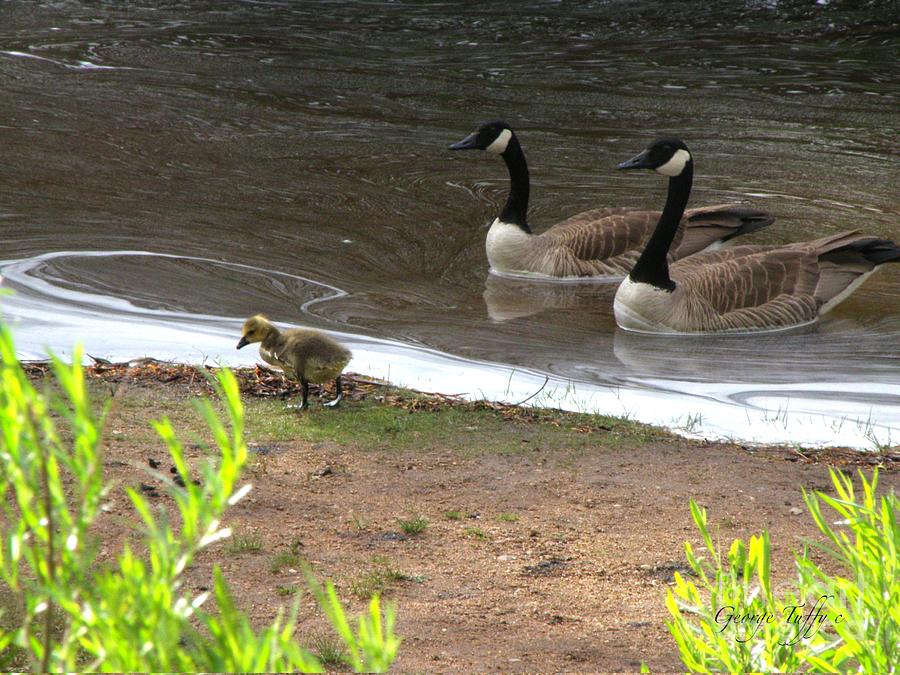 Goose family Photograph by George Tuffy