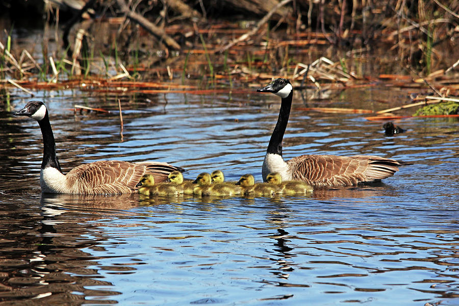 Goose Family On The Pond Photograph by Debbie Oppermann