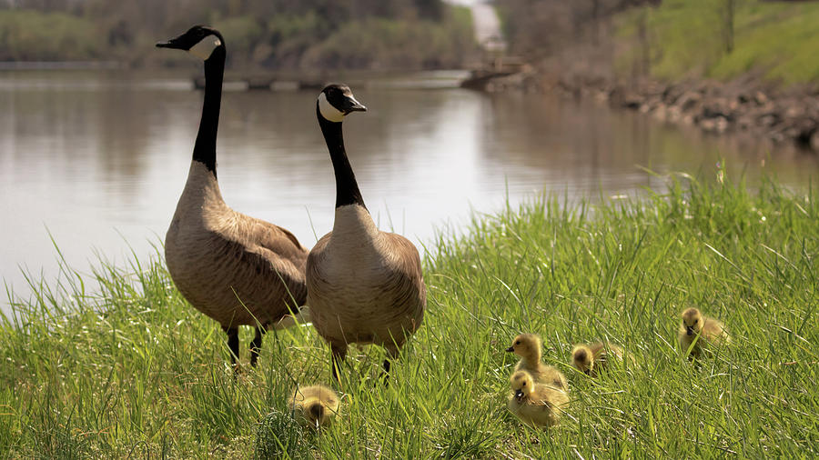 Goose Family Outing  Photograph by Susan Rissi Tregoning