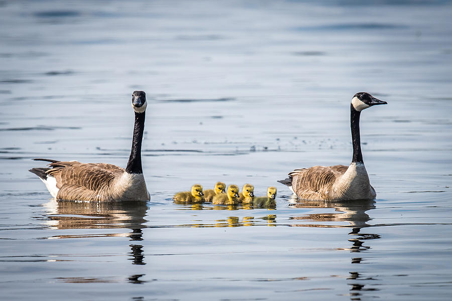 Goose Family Photograph by Paul Freidlund