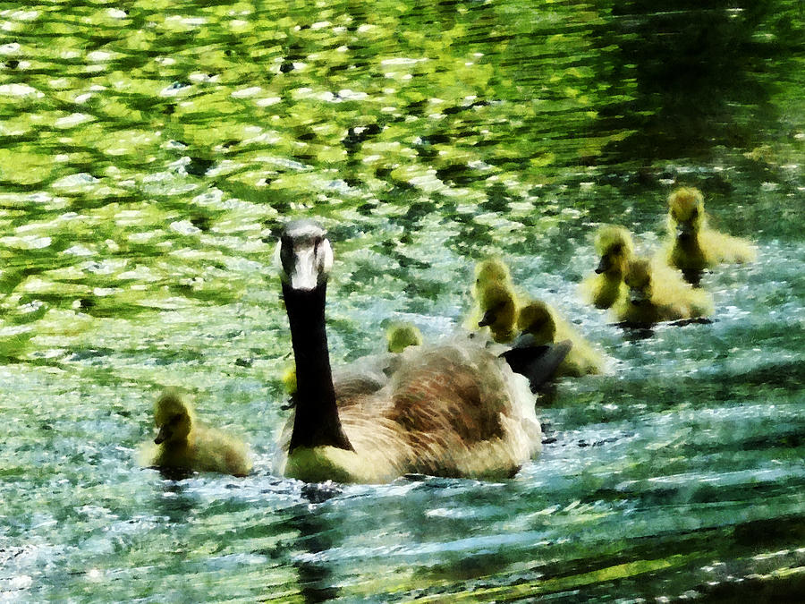 Goose Family Photograph by Susan Savad