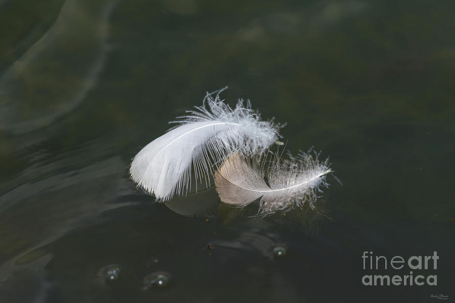 Goose Feathers Floating Photograph by Jennifer White