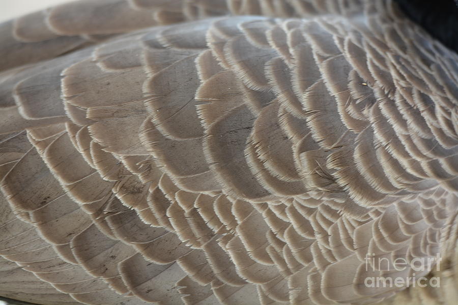 Goose Feathers Photograph by Maria Urso