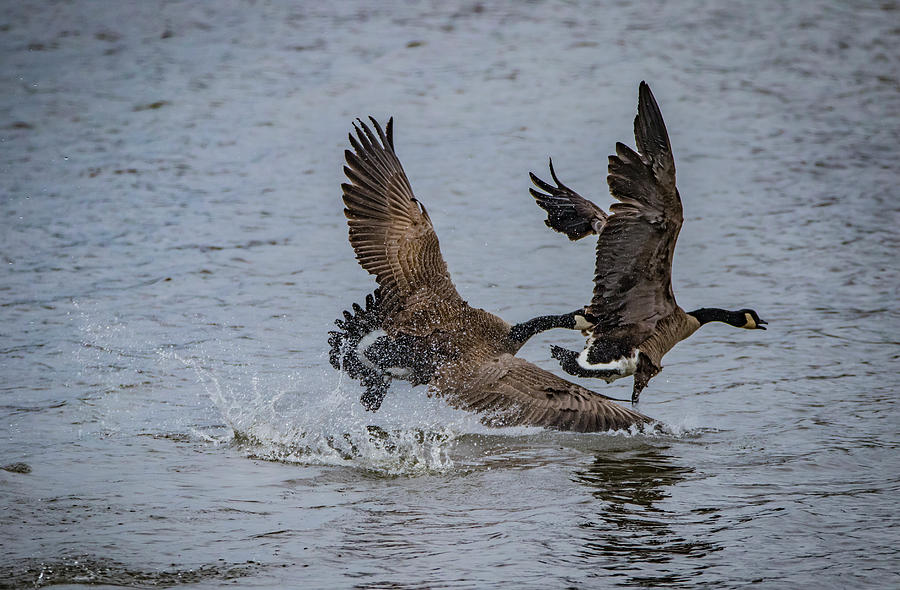 Goose Fight Photograph by Ray Congrove