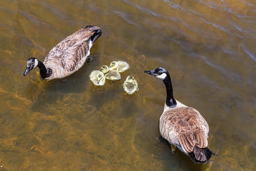 Goose  Gander and Goslings Photograph by James BO Insogna